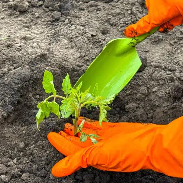 Plantando un tomate.