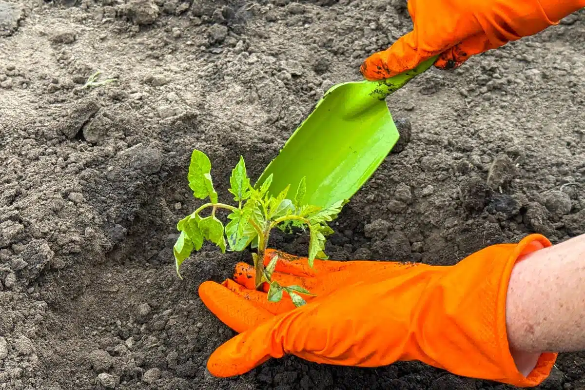 Plantando un tomate.