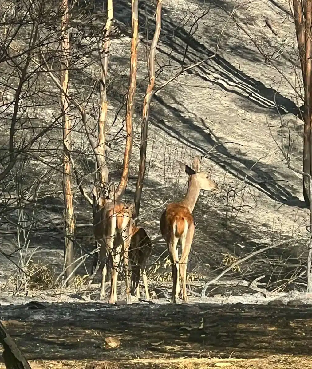 Dos ciervas y un cervatillo comen el grano aportado por los cazadores. 