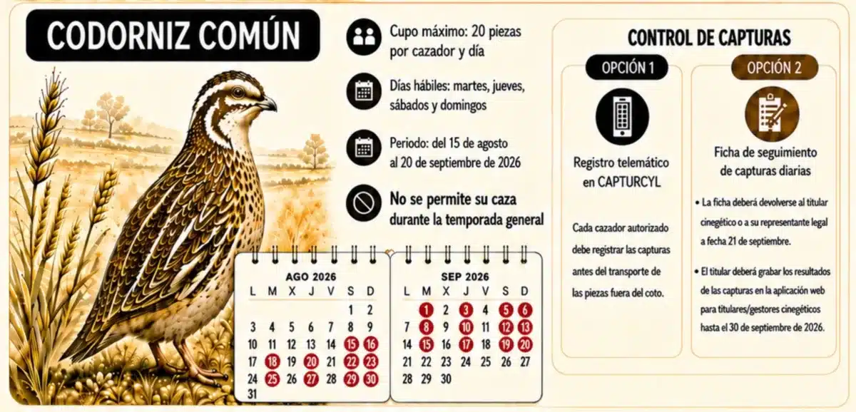 Infografía oficial sobre la temporada de caza de la codorniz.