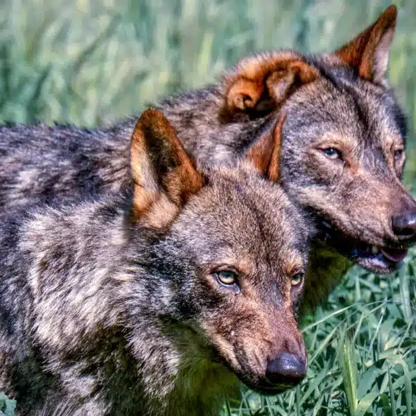 Pareja de lobos ibéricos.