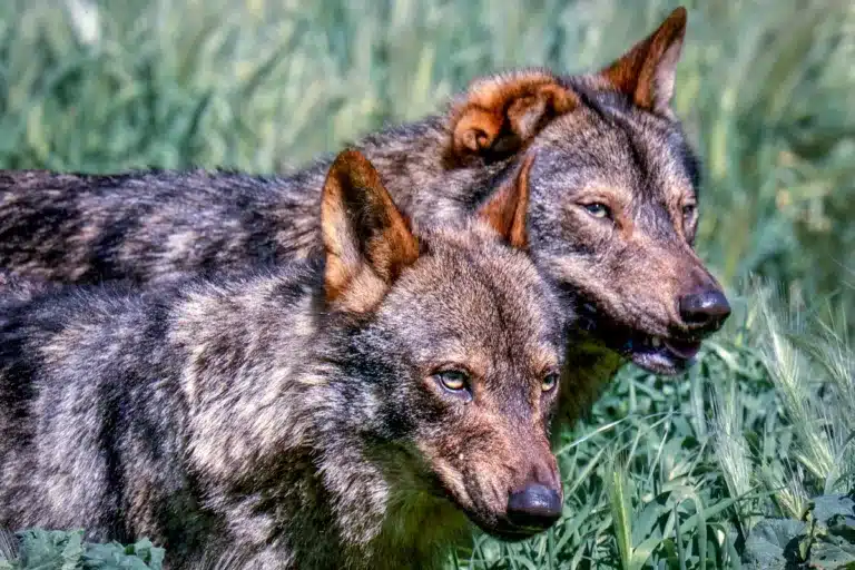 Pareja de lobos ibéricos.