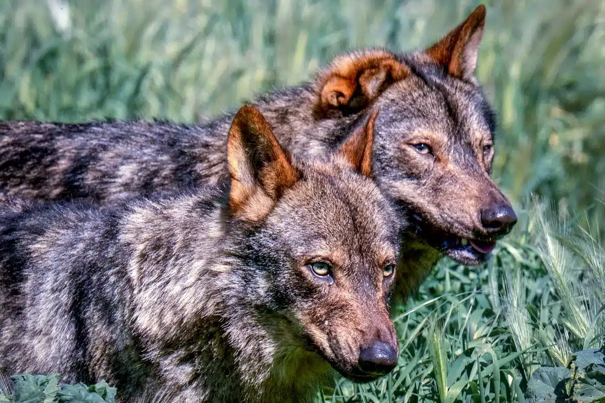 Pareja de lobos ibéricos.