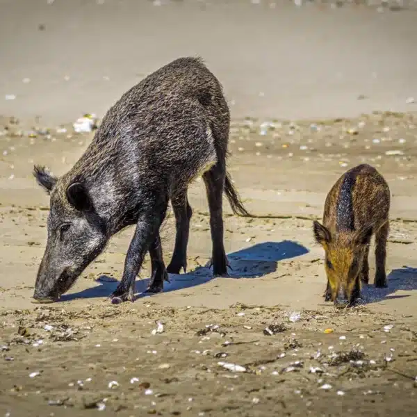 Una hembra de jabalí y su cría en una playa del sur de España.