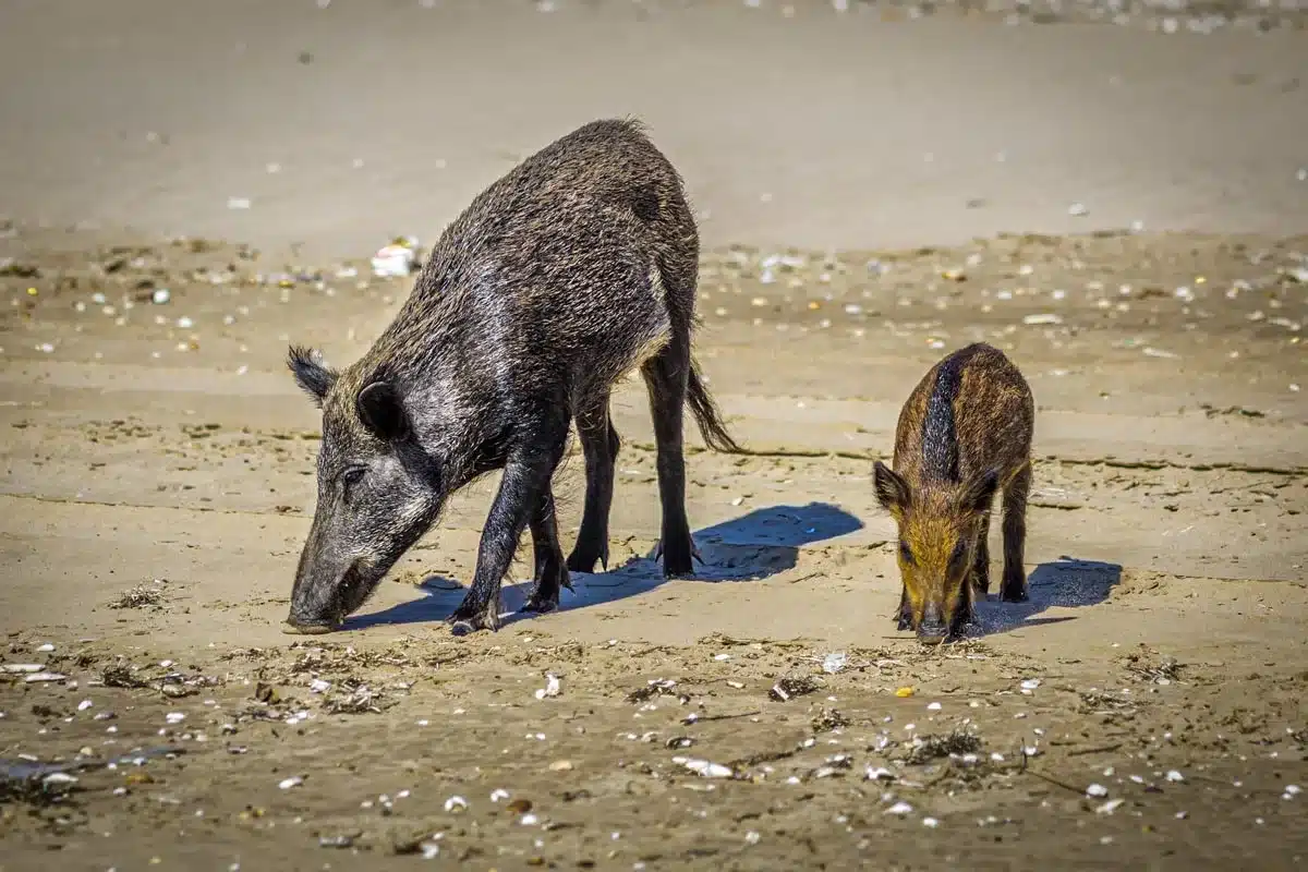 Una hembra de jabalí y su cría en una playa del sur de España.