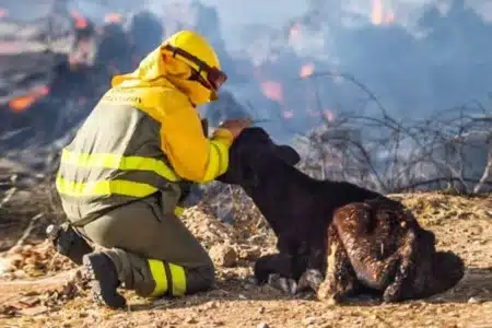 medidas cazadores frenar incendios España