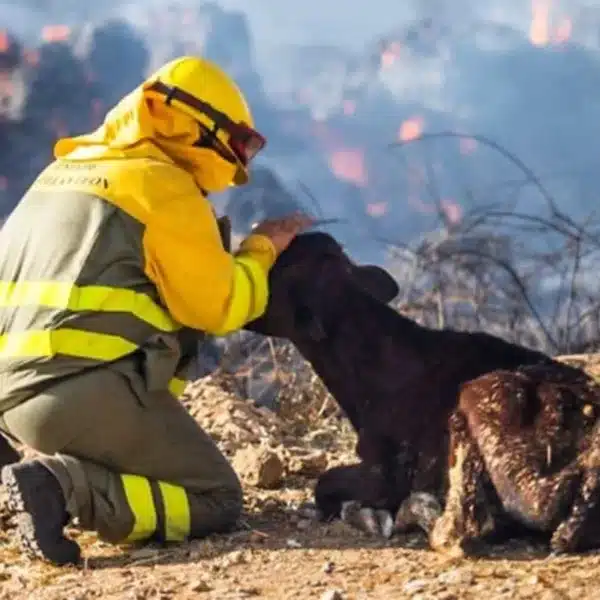 medidas cazadores frenar incendios España