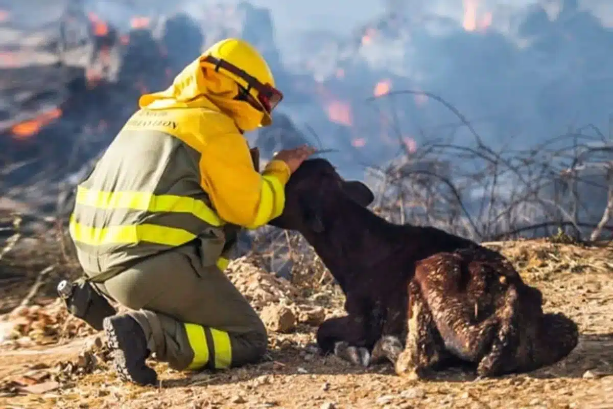 medidas cazadores frenar incendios España