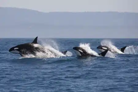 orcas