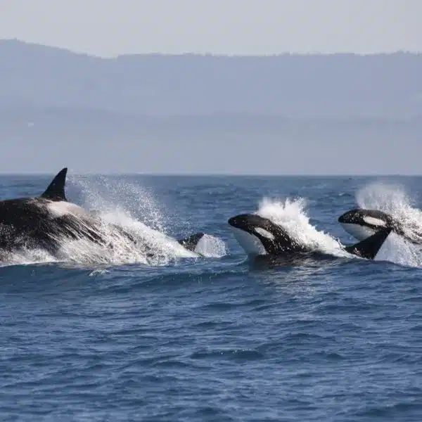 orcas