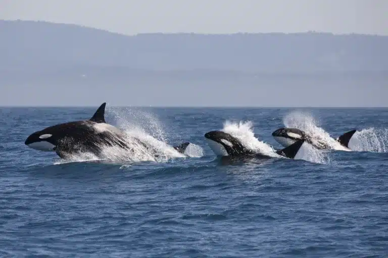 orcas
