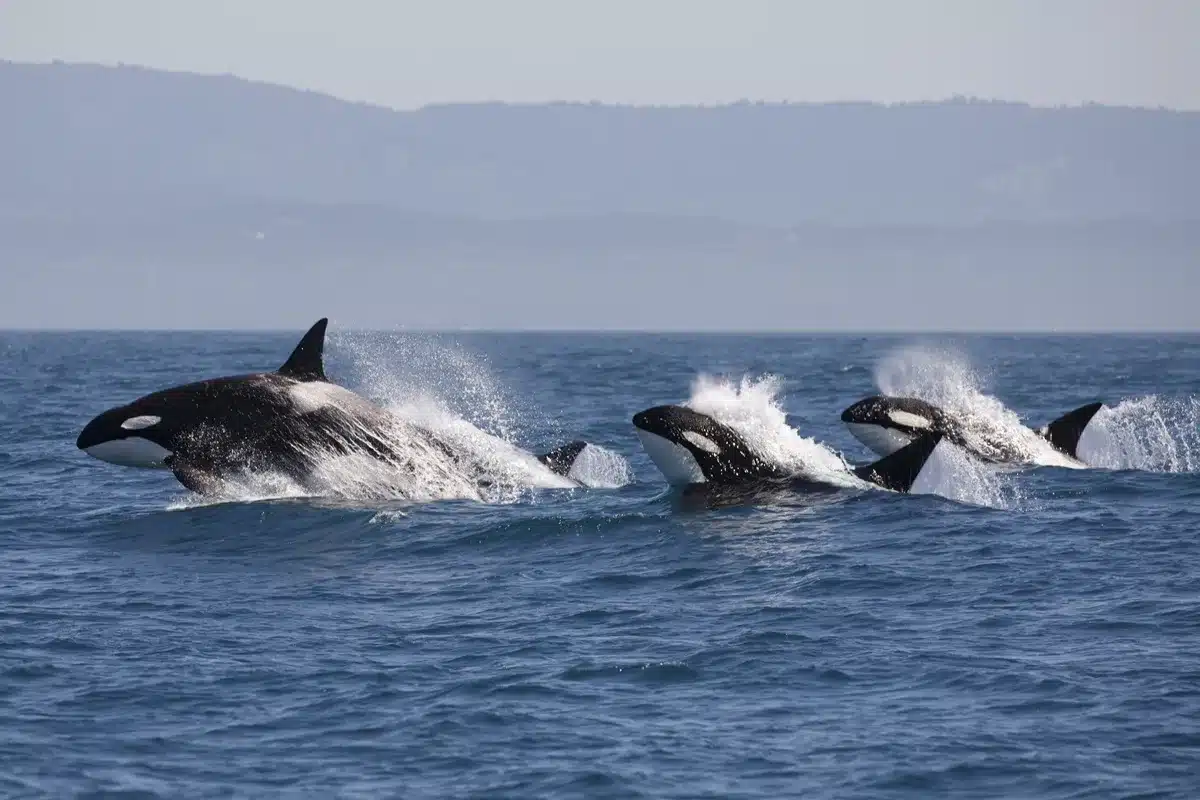 orcas