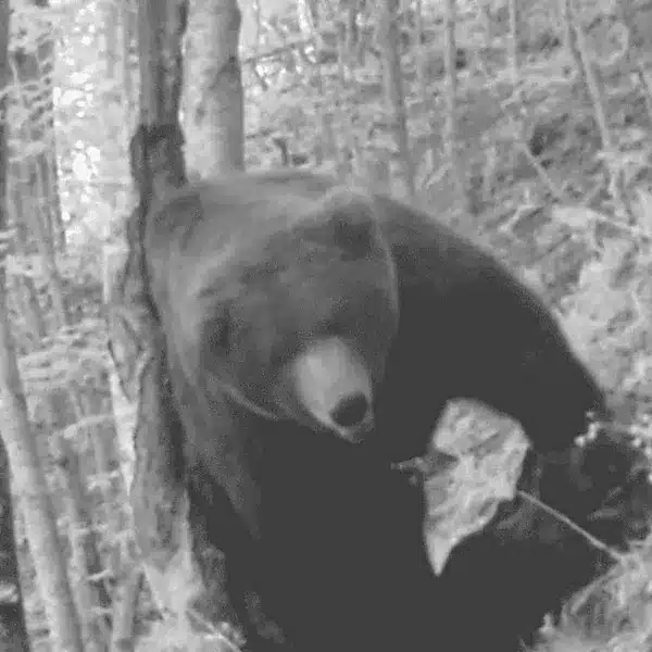 El oso pardo captado por la cámara.