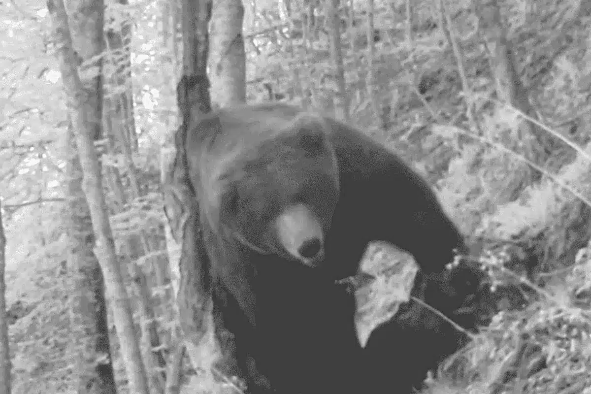 El oso pardo captado por la cámara.