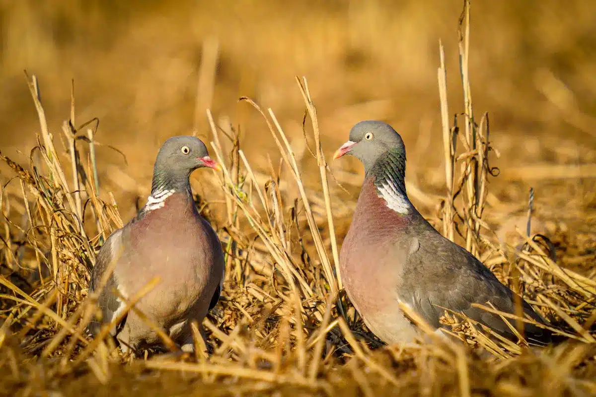 Dos palomas torcaces en un rastrojo.