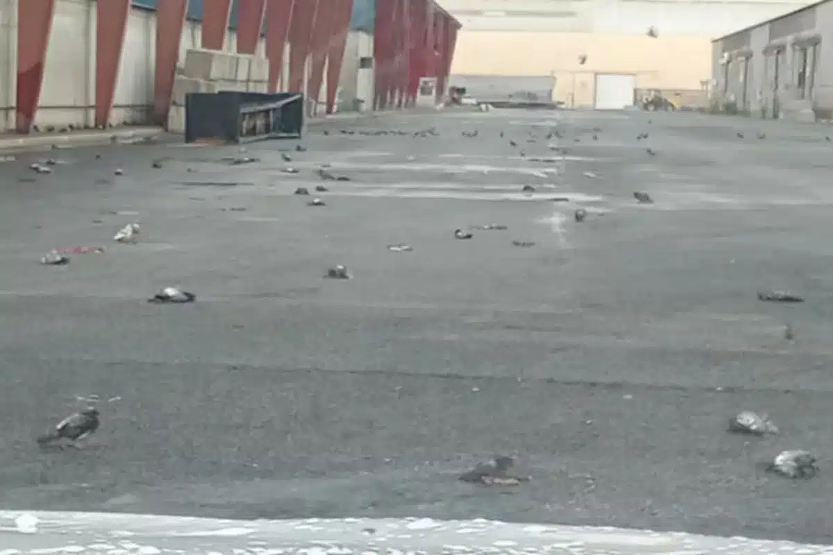 palomas tormenta tarragona