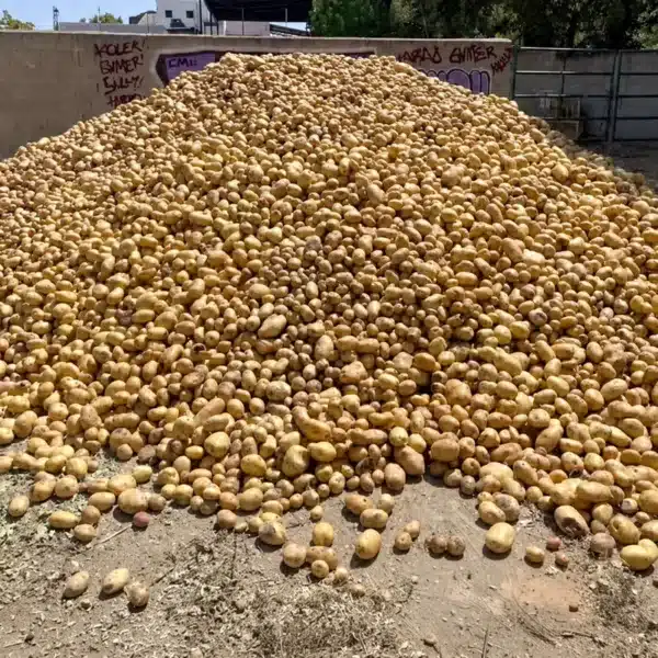 Las 25 toneladas de patatas que esperan ser repartidas.