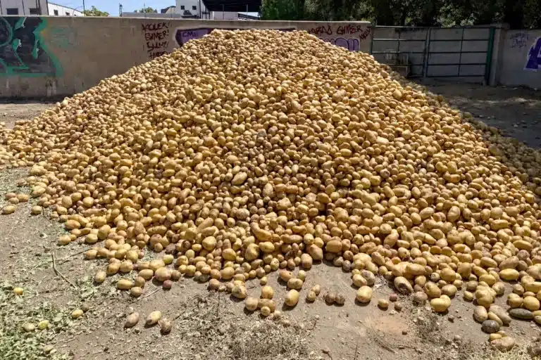 Las 25 toneladas de patatas que esperan ser repartidas.