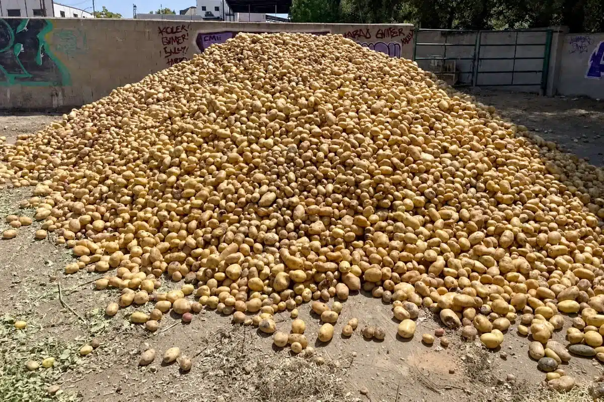Las 25 toneladas de patatas que esperan ser repartidas.