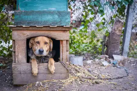 Perro atado en su caseta exterior.