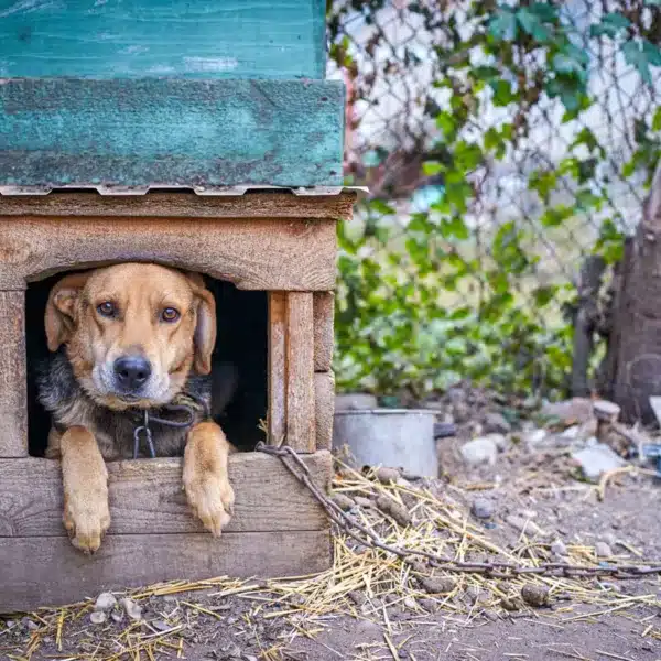 Perro atado en su caseta exterior.