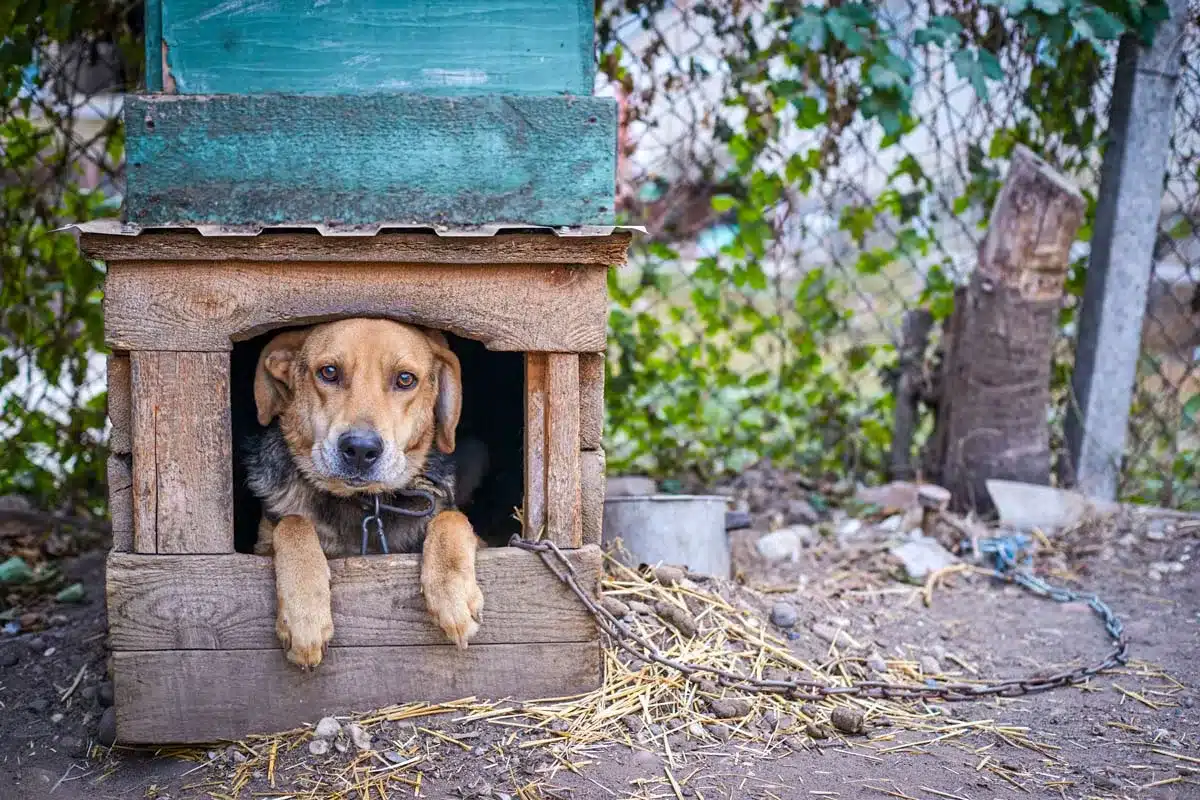Perro atado en su caseta exterior.