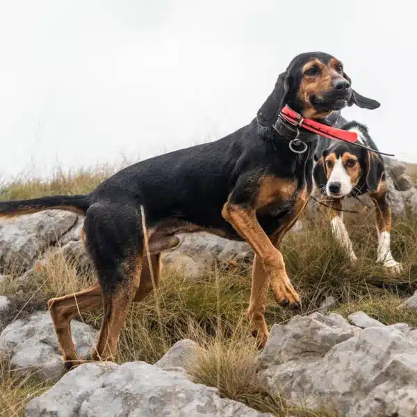 Perros de caza con un collar GPS.