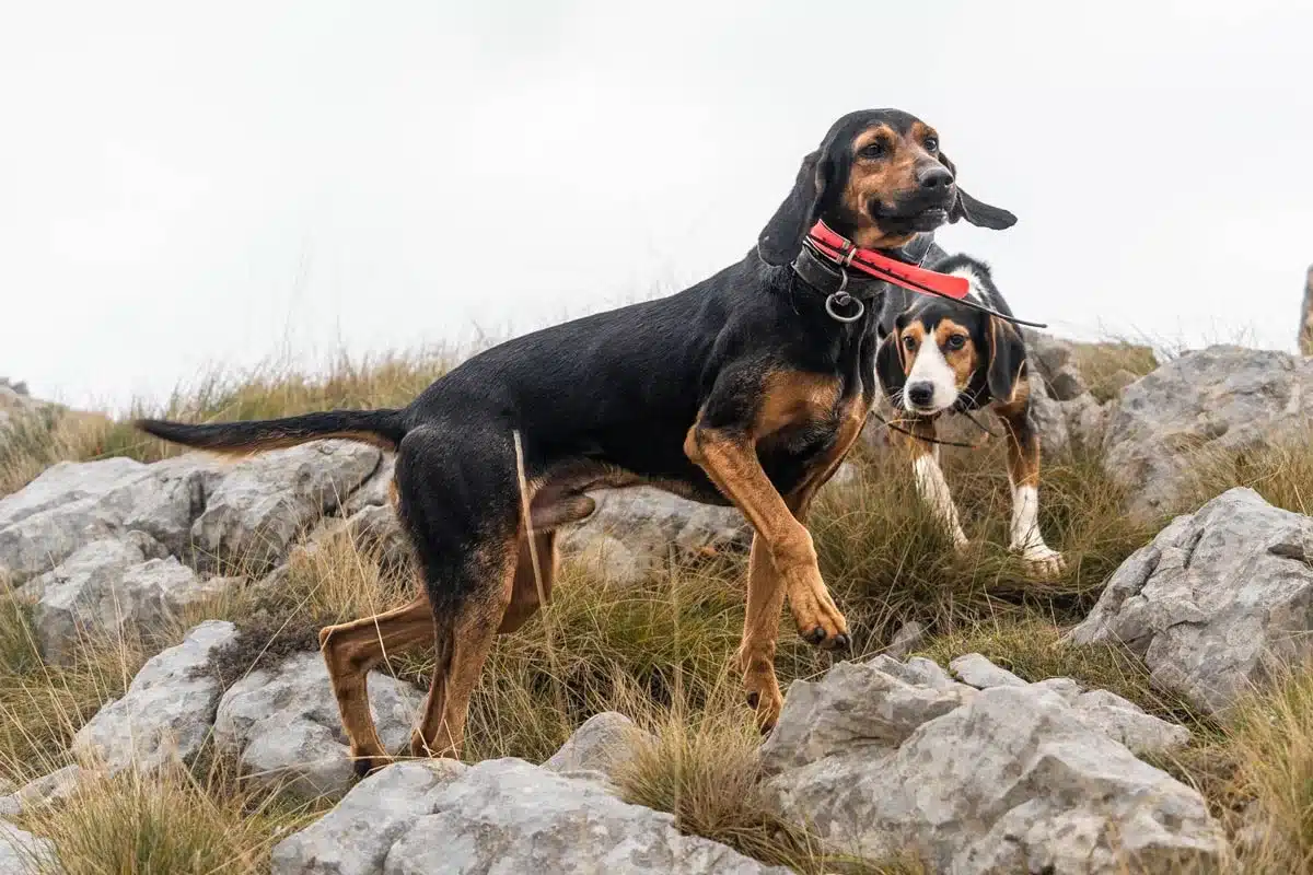 Perros de caza con un collar GPS.