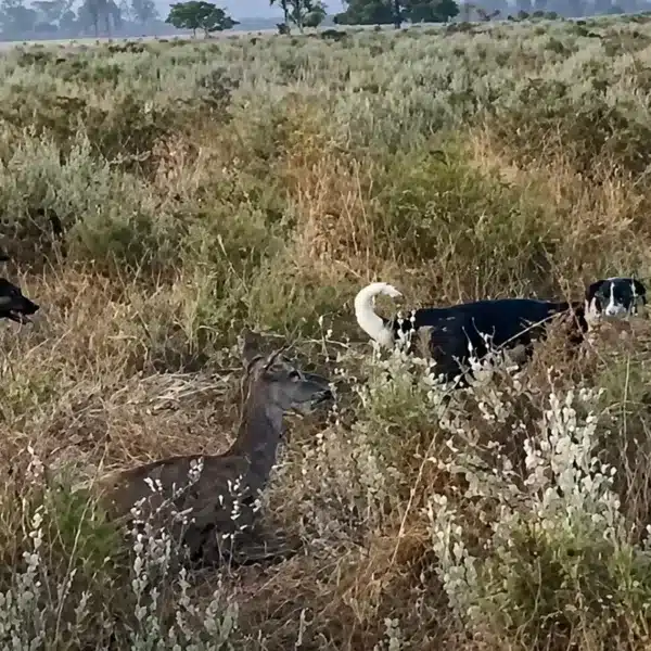 perros atacan cierva Doñana