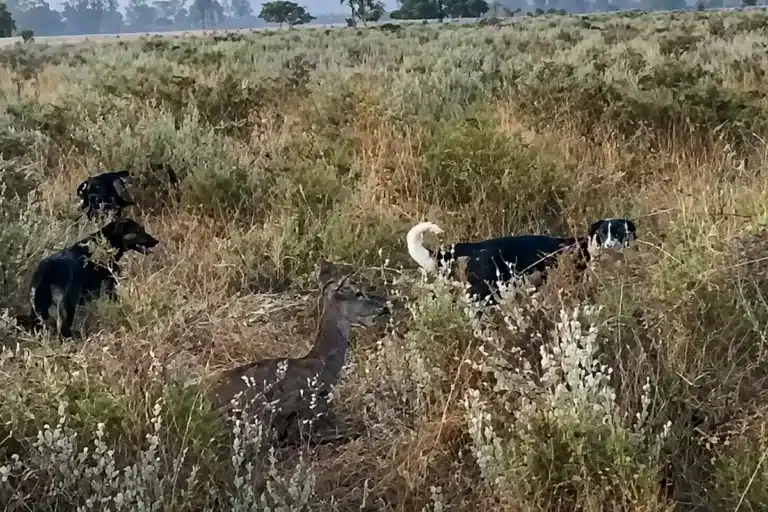 perros atacan cierva Doñana