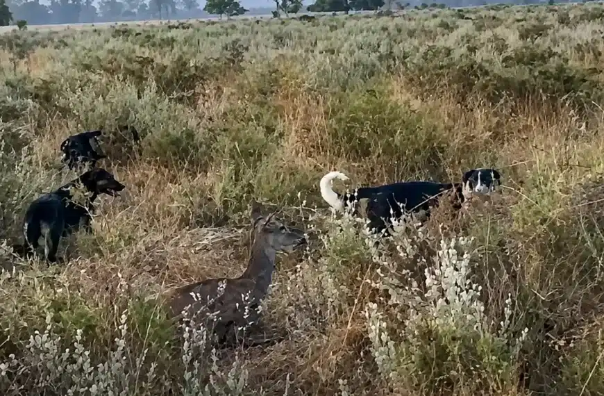 perros atacan cierva Doñana