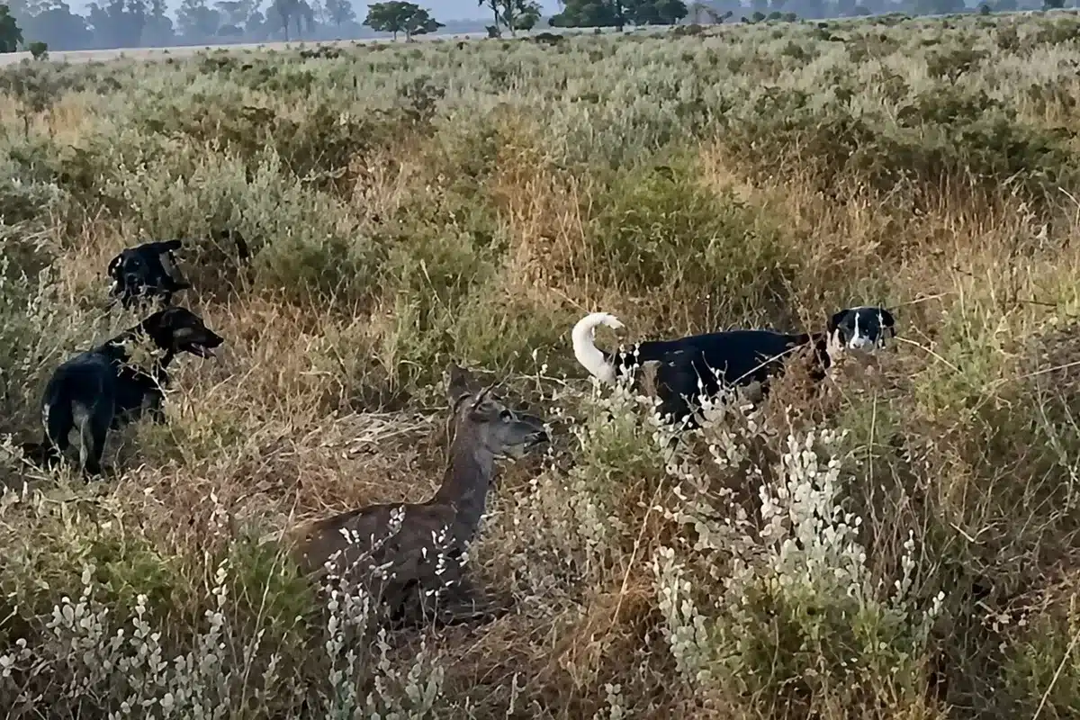 perros atacan cierva Doñana