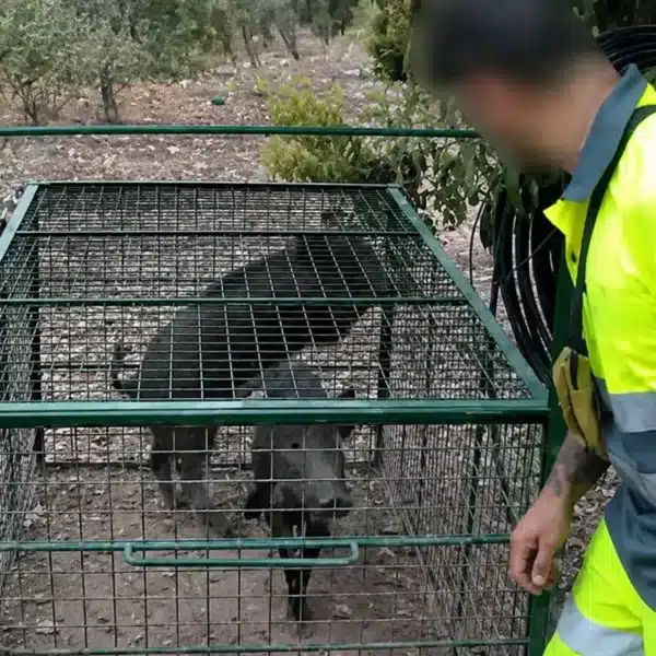 pillan hombre soltando jabalíes zona ppa Cataluña
