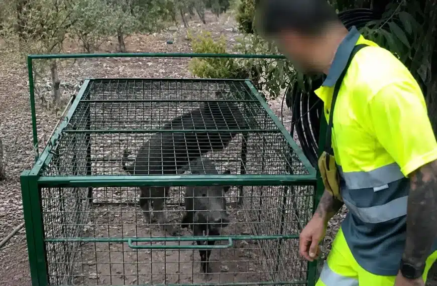 pillan hombre soltando jabalíes zona ppa Cataluña