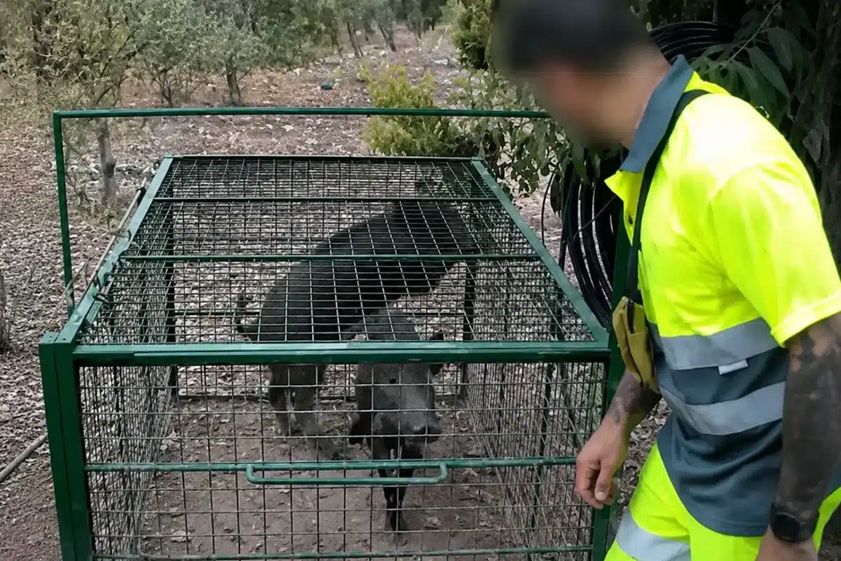 pillan hombre soltando jabalíes zona ppa Cataluña