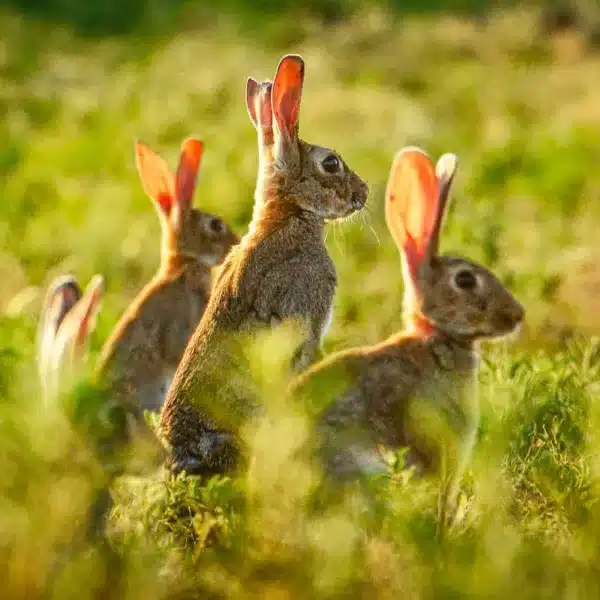 Conejos en un campo de cultivo.