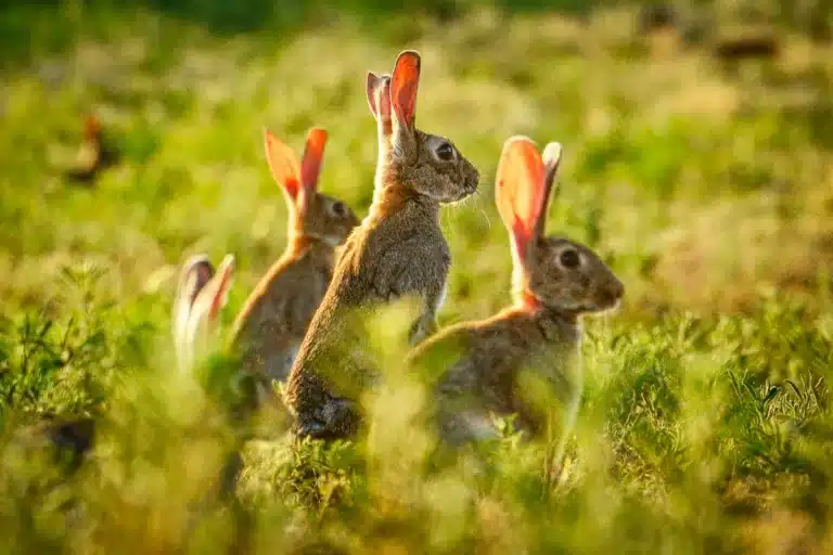 Conejos en un campo de cultivo.