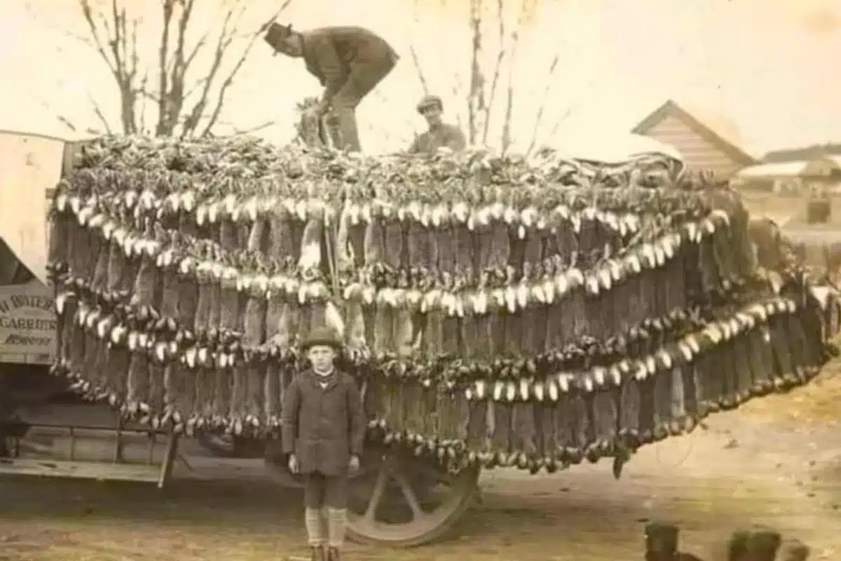 plaga conejos Australia