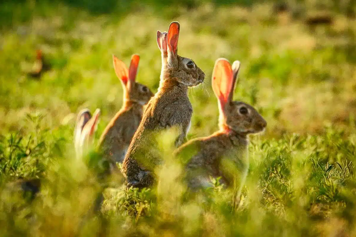 Conejos en un campo de cultivo.