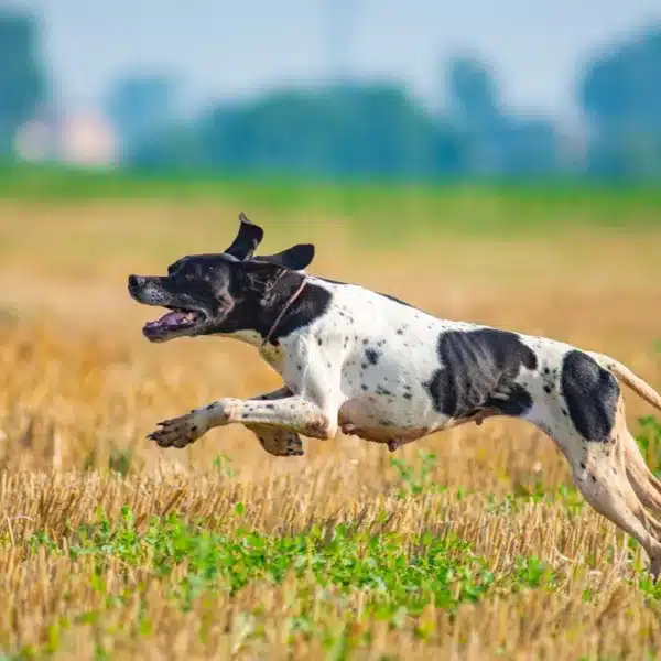 pointer pienso perros de caza