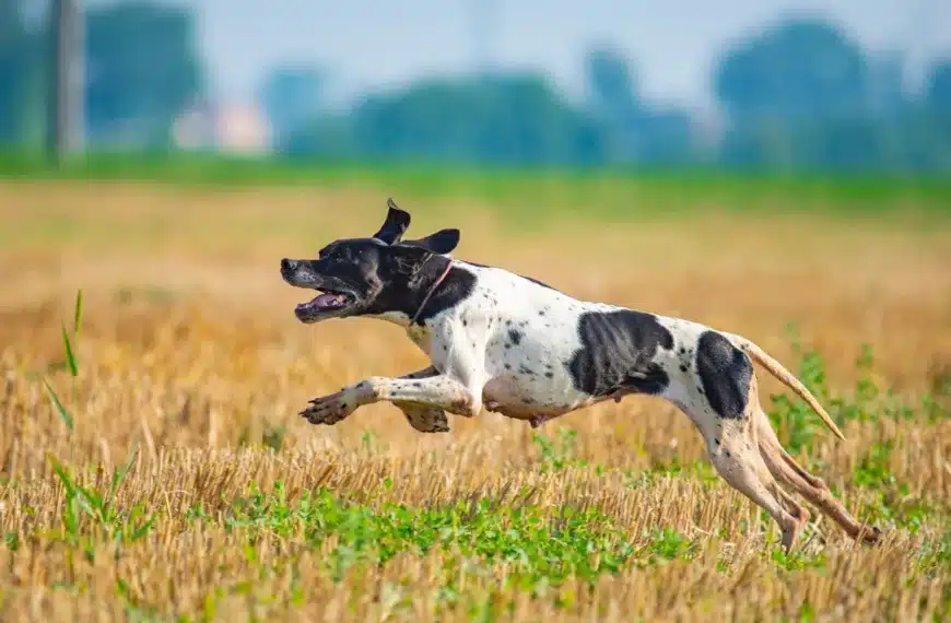 pointer pienso perros de caza