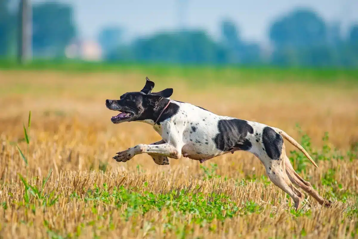pointer pienso perros de caza