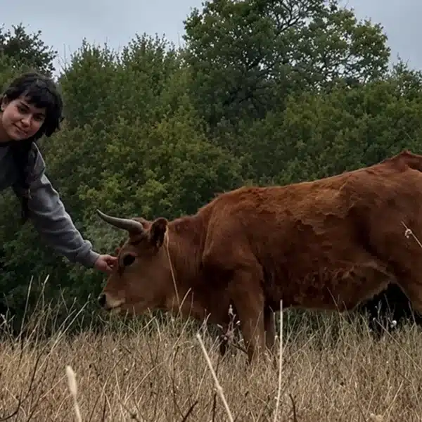 raza enana vaca gallega