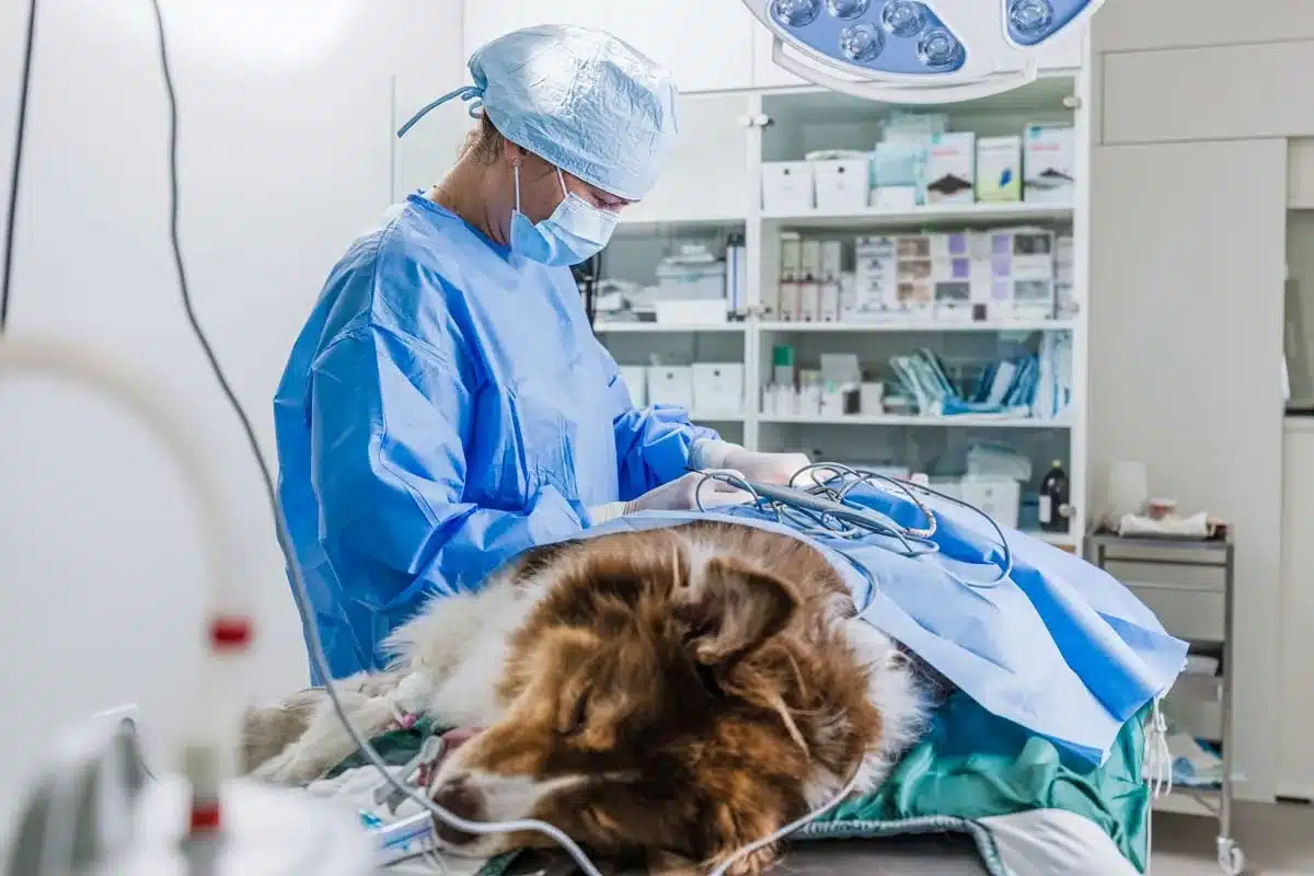 Un perro siendo operado