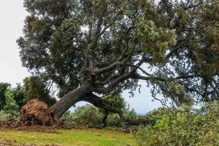 Encina talada.