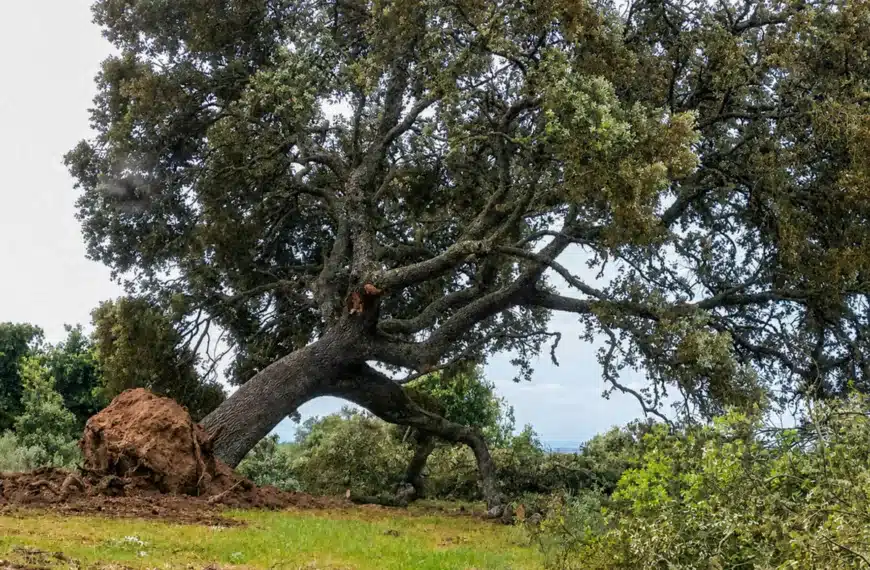 Encina talada.