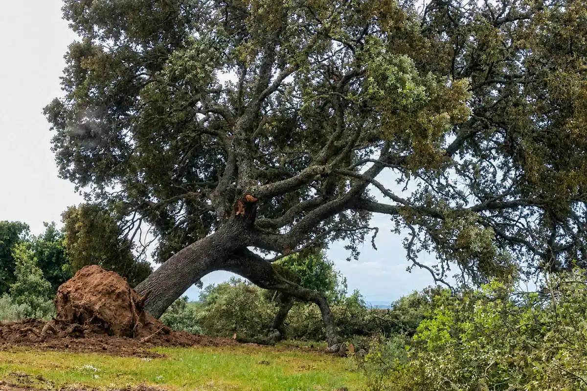 Encina talada.