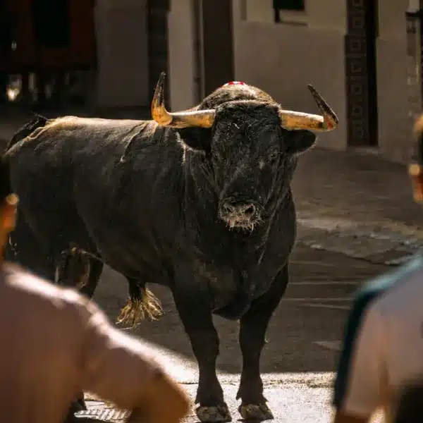 Toro bravo en un festejo.