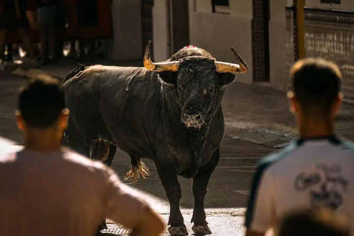 Toro bravo en un festejo.