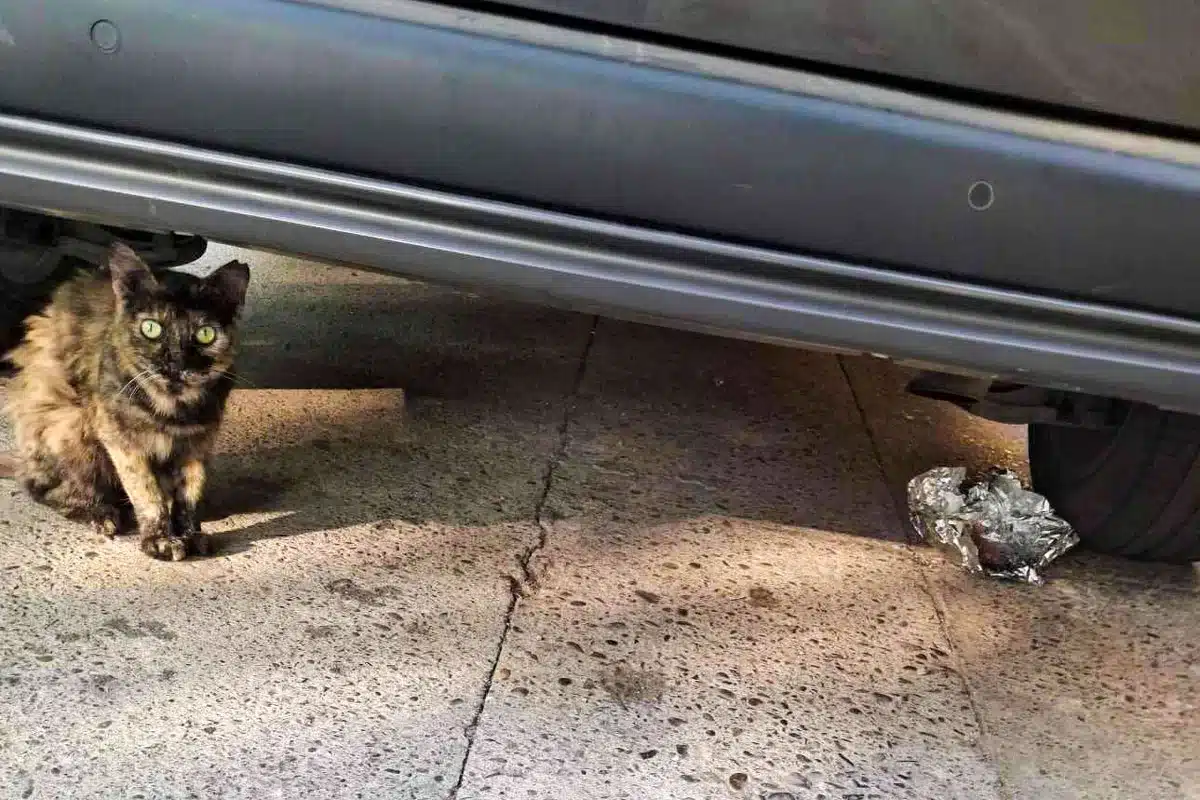 Un gato callejero de Málaga.